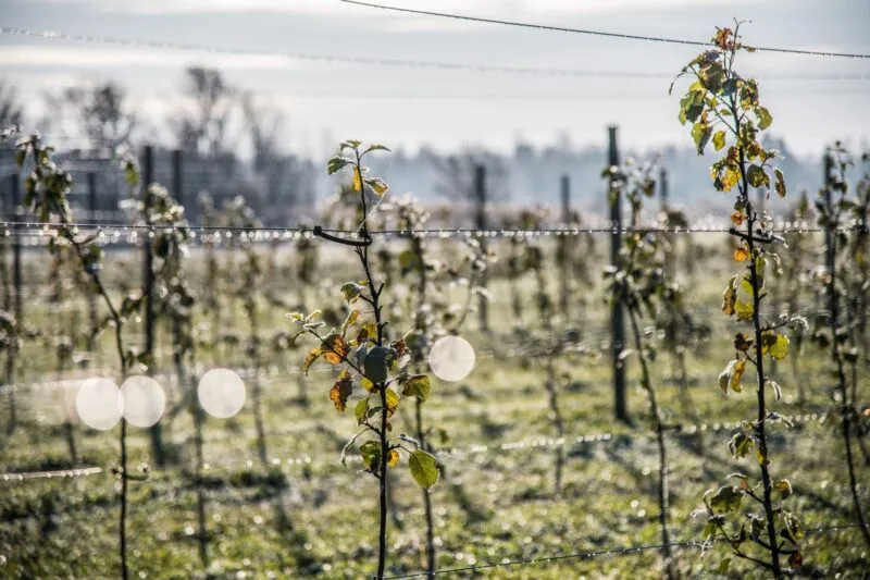 gel dégrèvement taxe foncière