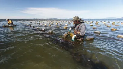 Aide conchyliculteurs