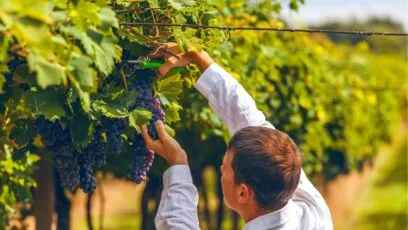 Vendanges;viticulteurs