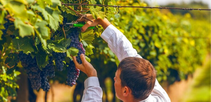 Vendanges;viticulteurs