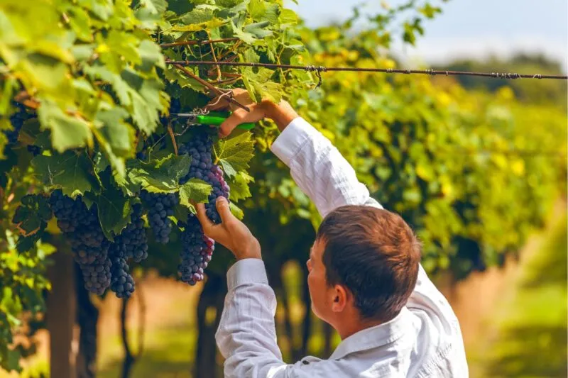 Vendanges;viticulteurs