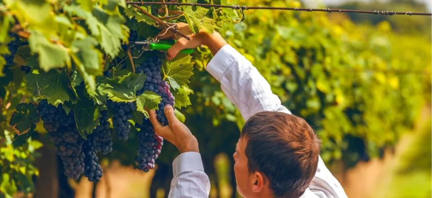 Vendanges;viticulteurs
