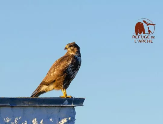 Le Refuge de l’Arche : TGS France s’engage pour la biodiversité en Mayenne