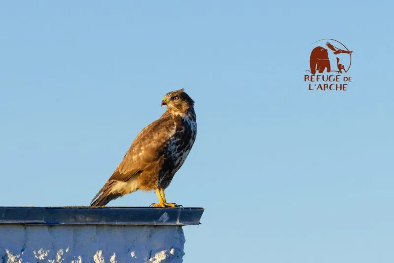 Le Refuge de l’Arche : TGS France s’engage pour la biodiversité en Mayenne